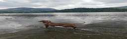 Hungarian Vizsla dogs for sale: Beautiful pedigree Hungarian vizsla litter of 9  - Advert 18