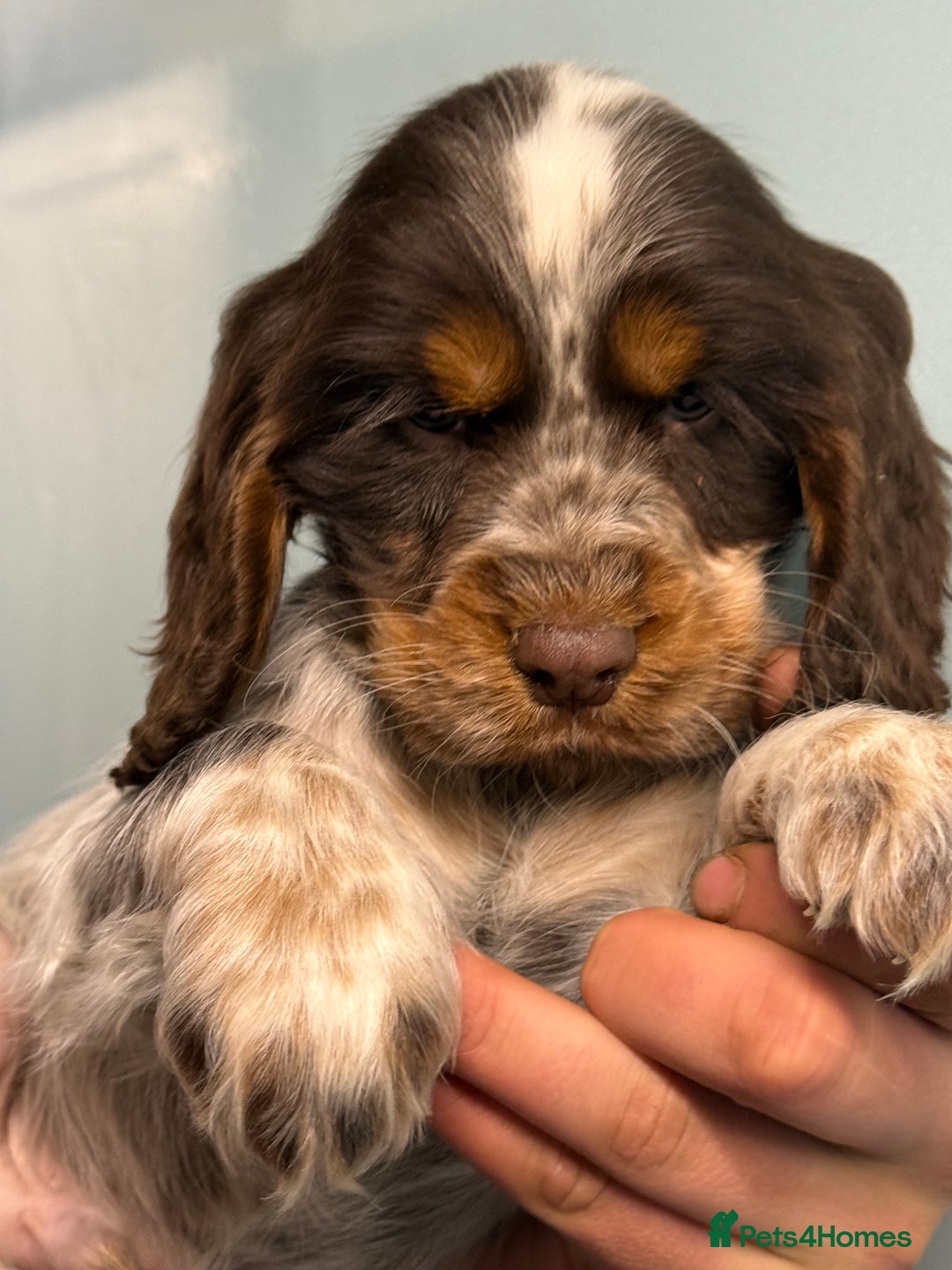 Cocker Spaniel dogs for sale: Ready Now Cocker Spaniel Male - Advert 1