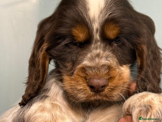 Cocker Spaniel dogs Ready Now Cocker Spaniel Male - Advert 2