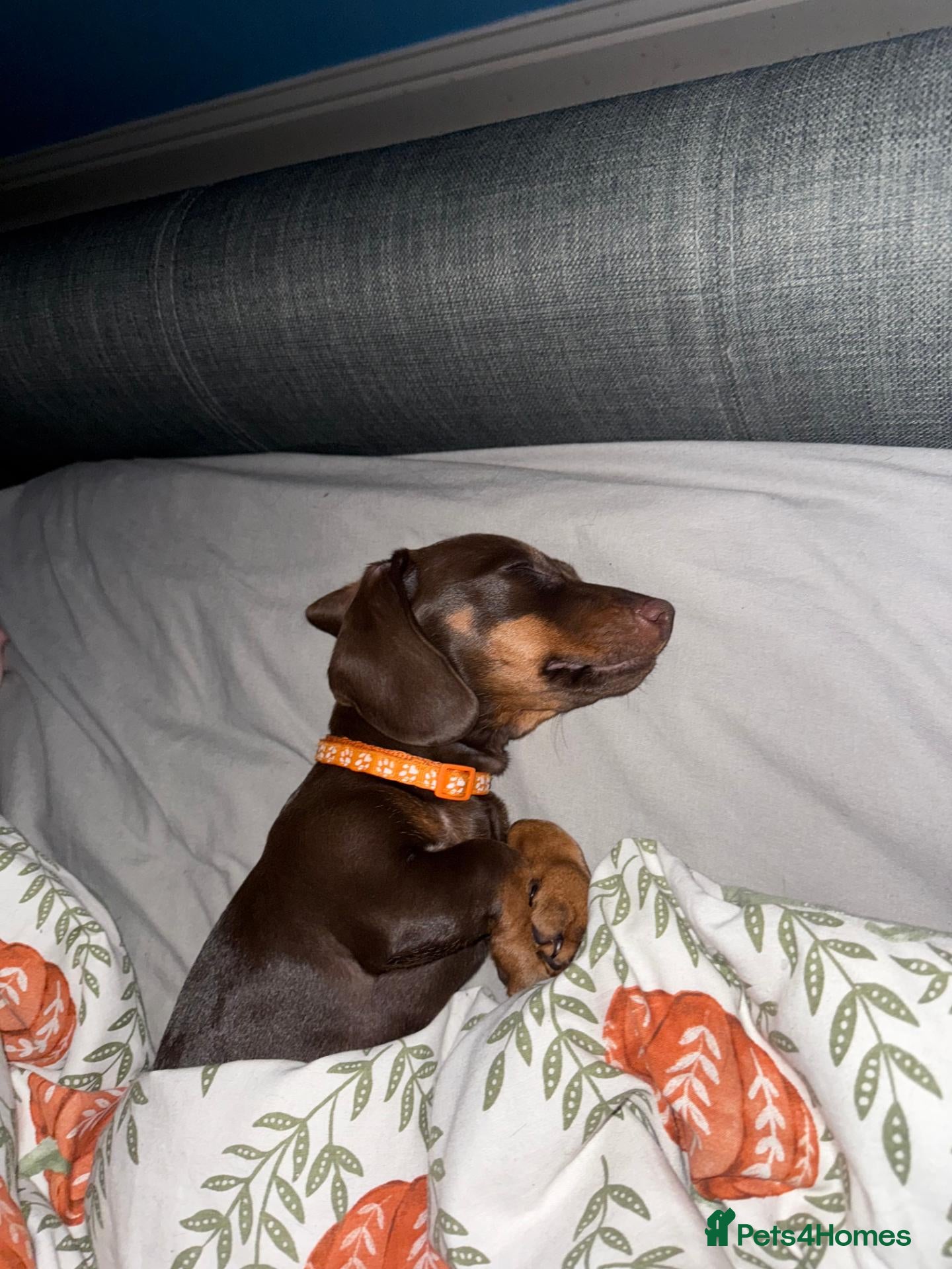 Miniature Dachshund dogs 1-Year-Old Chocolate Miniature Dachshund Enid  - Advert 1