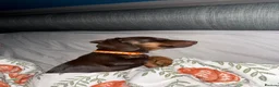 Miniature Dachshund dogs for sale: 1-Year-Old Chocolate Miniature Dachshund Enid  in Andover - Advert 1