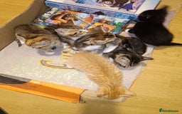 Mixed Breed cats for sale: Calico Mum, Tabby Dad kittens for sale - Image 18