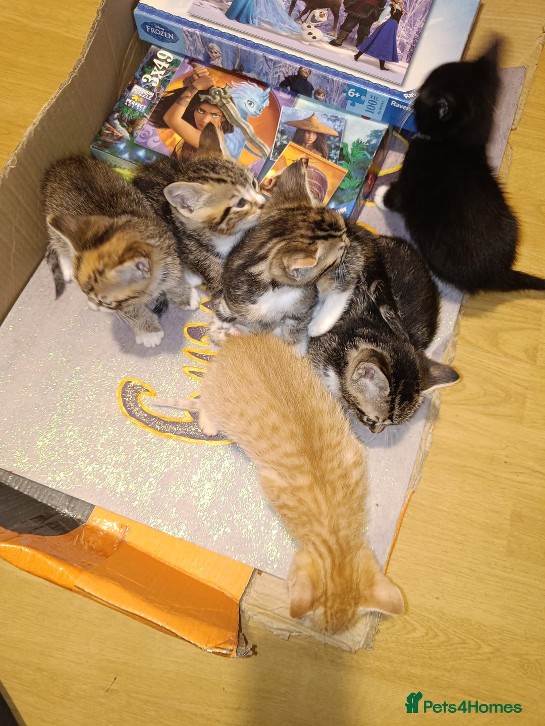 Mixed Breed cats for sale: Calico Mum, Tabby Dad kittens for sale - Image 18