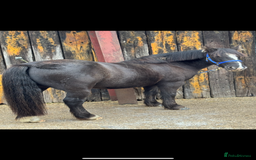 Dales horses for sale: Gorgeous cob looking for new home - Image 5