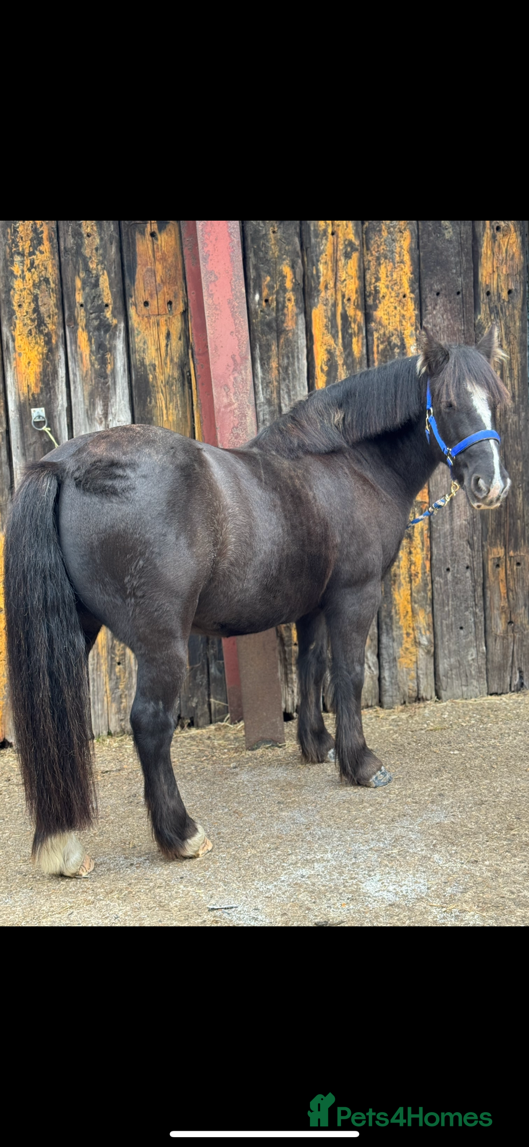Dales horses for sale: Gorgeous cob looking for new home - Image 5