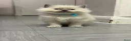 Ragdoll cats for sale: Pure Ragdolls/OPEN TO OFFERS - Advert 17