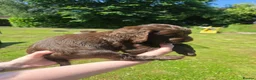 Sprocker dogs for sale: Sprocker pups for sale  - Advert 8
