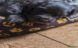 Cocker Spaniel dogs for sale: Cocker Spaniel Show type Chocolate Puppies  - Image 4