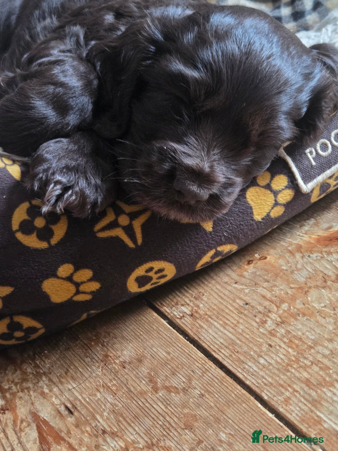 Cocker Spaniel dogs for sale: Cocker Spaniel Show type Chocolate Puppies  - Image 4