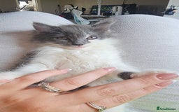 Ragdoll cats for sale: Last gorgous kitten - Image 2