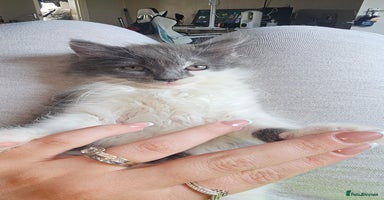 Ragdoll cats - Advert 9