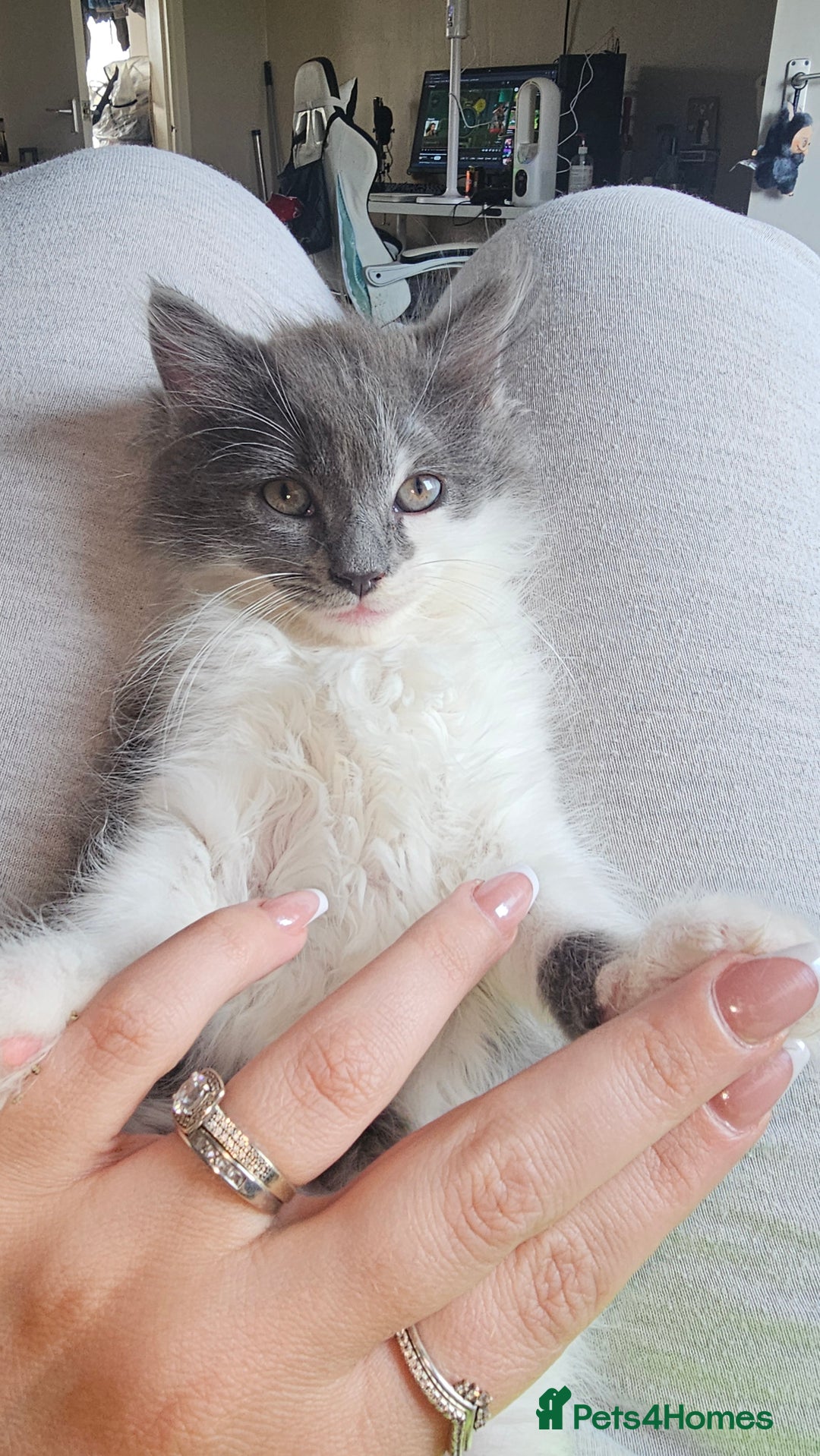 Ragdoll cats for sale: Last gorgous kitten - Image 2