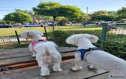 Bichon Frise dogs for adoption: ROMINA - a Beautiful Bichon Girl for a Loving Home - Image 12