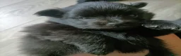 Pomeranian dogs for sale: Beautiful Black Pomeranian Girl 🩷 in Liverpool - Advert 4