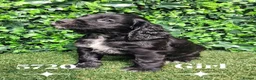 Cocker Spaniel dogs for sale: Beautiful Cocker spaniel  - Advert 8
