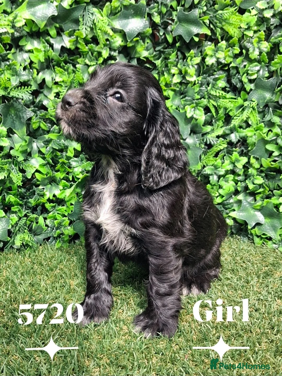 Cocker Spaniel dogs for sale: Beautiful Cocker spaniel  - Advert 2