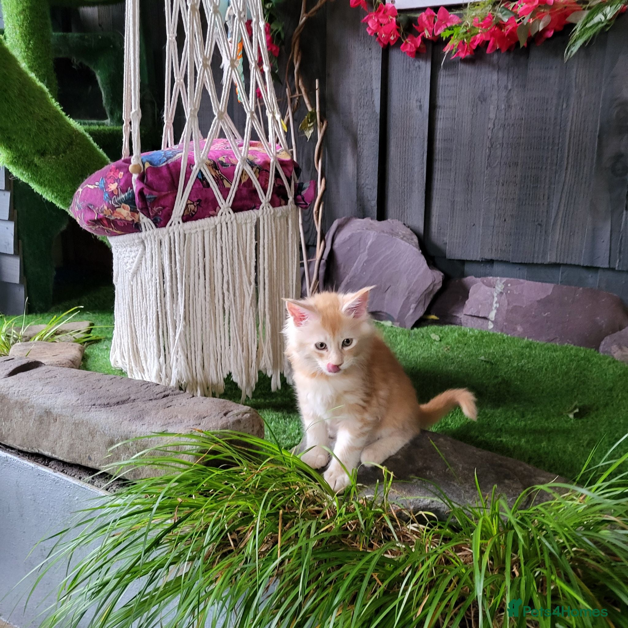 Maine Coon cats Maine Coon kittens for sale CF81  - Advert 2