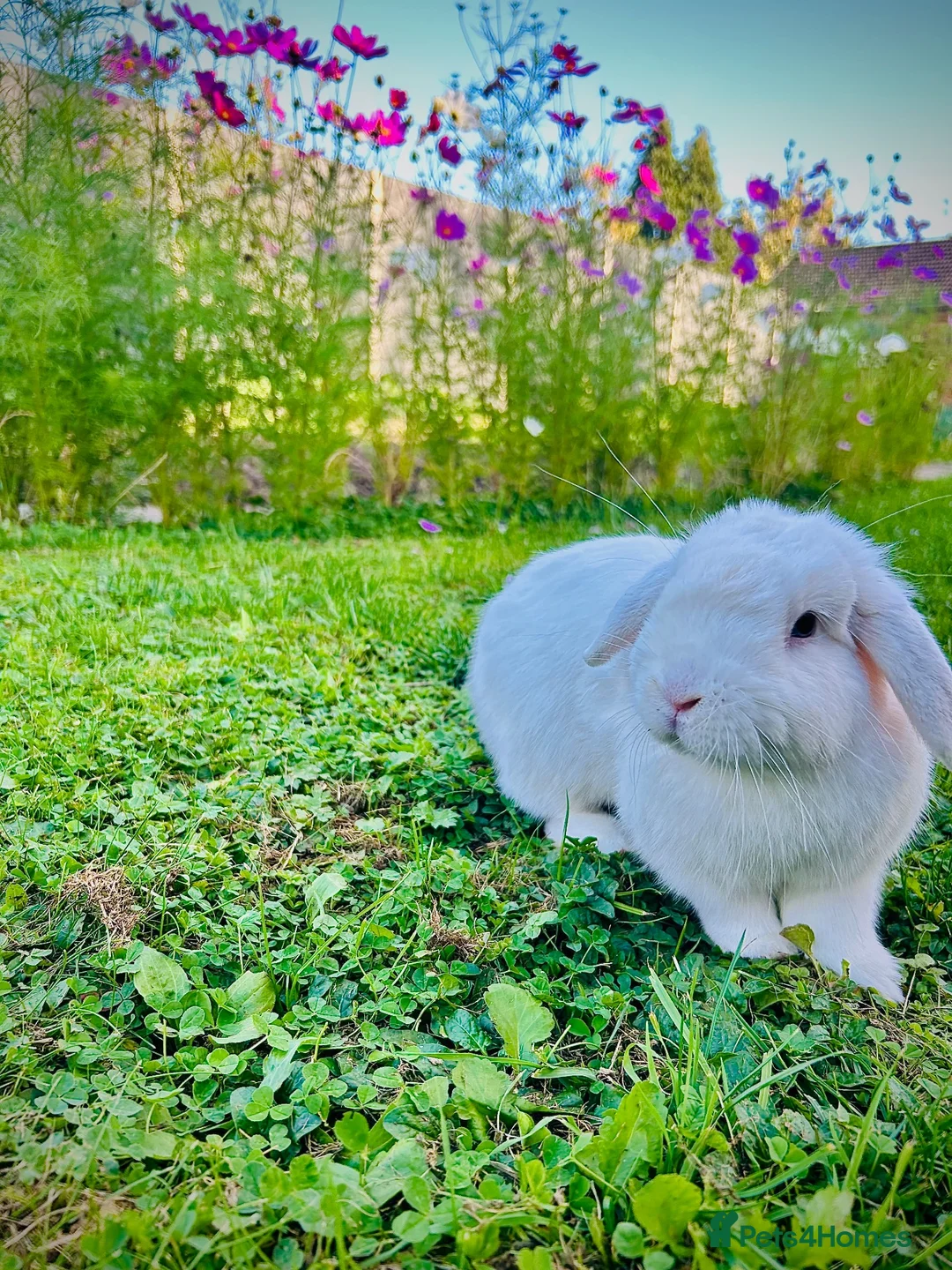 Mini Lop rabbits for sale: Leo- cute mini lop in Leicester - Advert 1