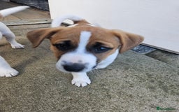Jack Russell dogs for sale: Last jack russell  - Image 7