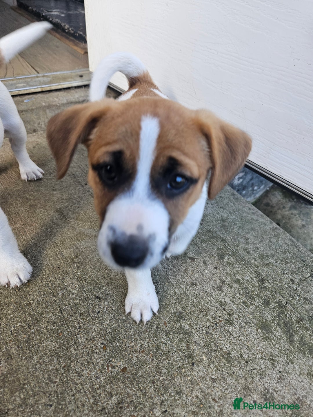 Jack Russell dogs for sale: Last jack russell  - Image 7