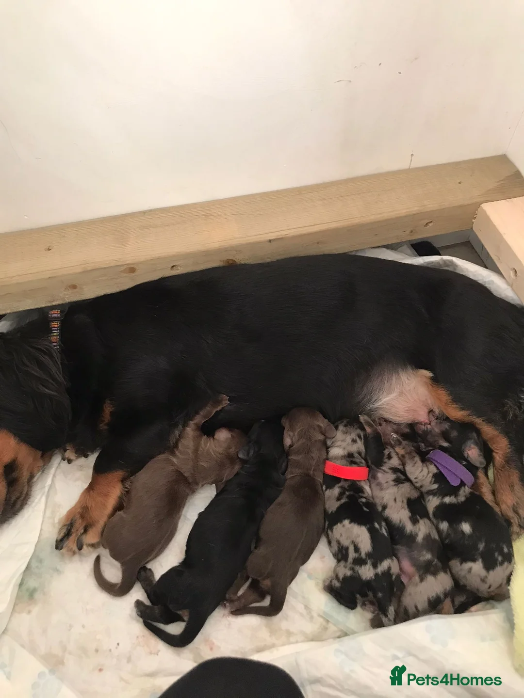 Dachshund dogs for stud: *STUD* Minature Long Haired Dachshund PRA 1 Clear in Waltham Abbey - Advert 5