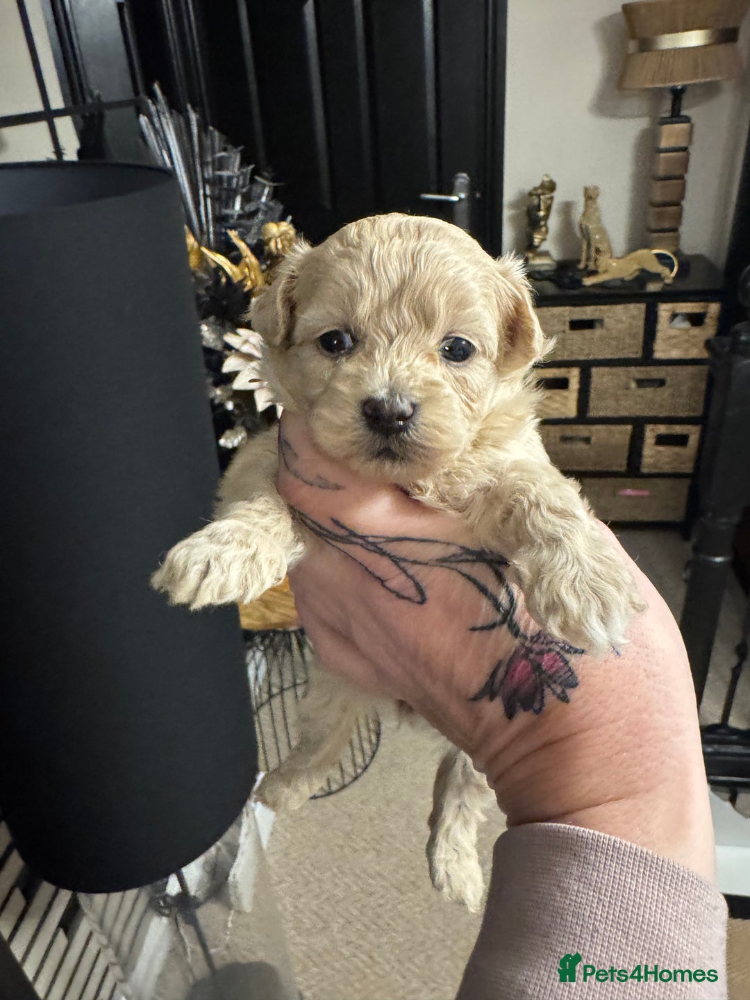 Maltipoo dogs for sale: Teddy bear maltipoo puppies  - Advert 20