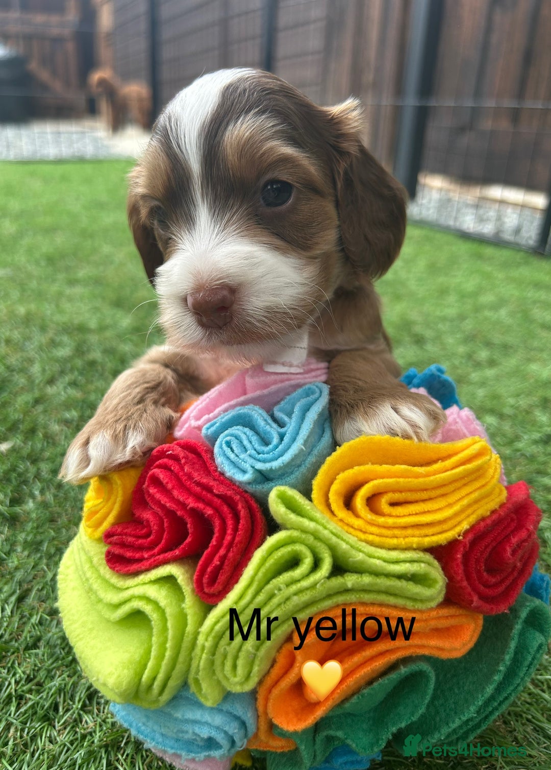 Cockapoo dogs for sale: F1 COCKAPOO PUPPIES 5🌟 LICENSED BREEDER  - Image 2