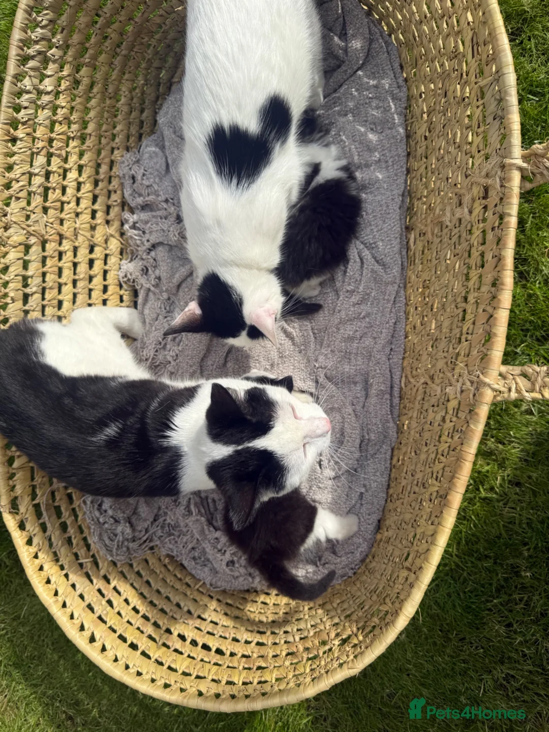 Turkish Van cats for sale: Kittens for sale  - Advert 1