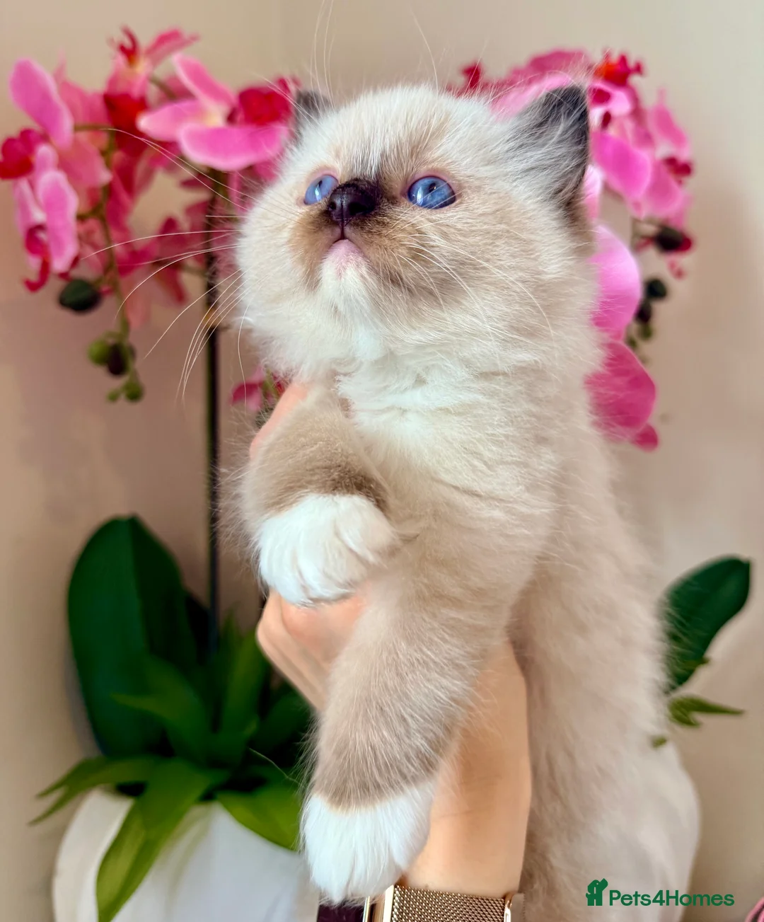 Ragdoll cats for sale:  Ragdoll Kittens Tica Registered Quality Line🩷 - Advert 2
