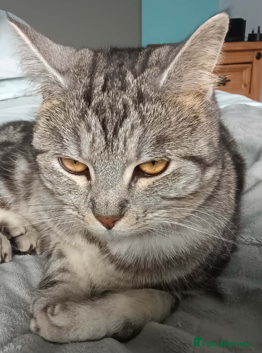 Mixed Breed cats for sale: Female silver tabby sisters - Advert 2