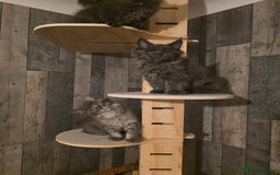Maine Coon cats for sale: Maine Coon kittens avaliable - Image 13