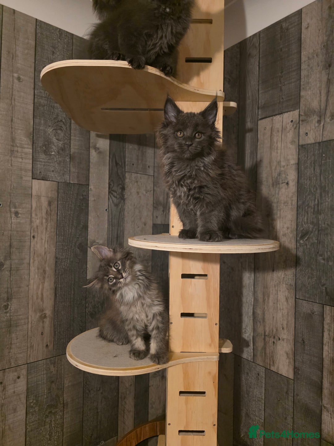 Maine Coon cats for sale: Maine Coon kittens avaliable - Image 13