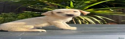 Labrador Retriever dogs for sale: ghost’s beautiful dozen - Advert 9