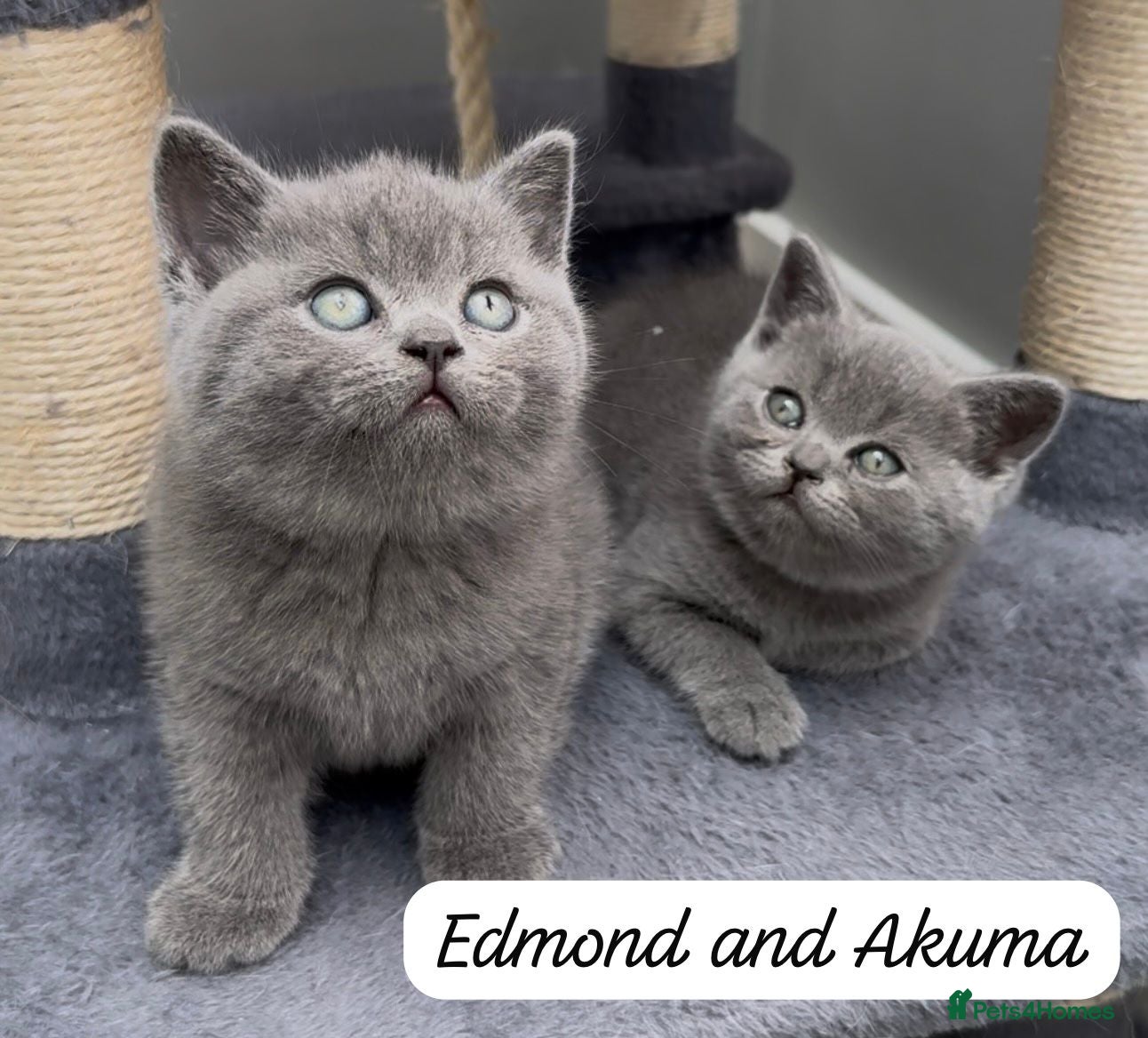British Shorthair cats 4 Blue Striped Spotted British shorthair kittens - Advert 9