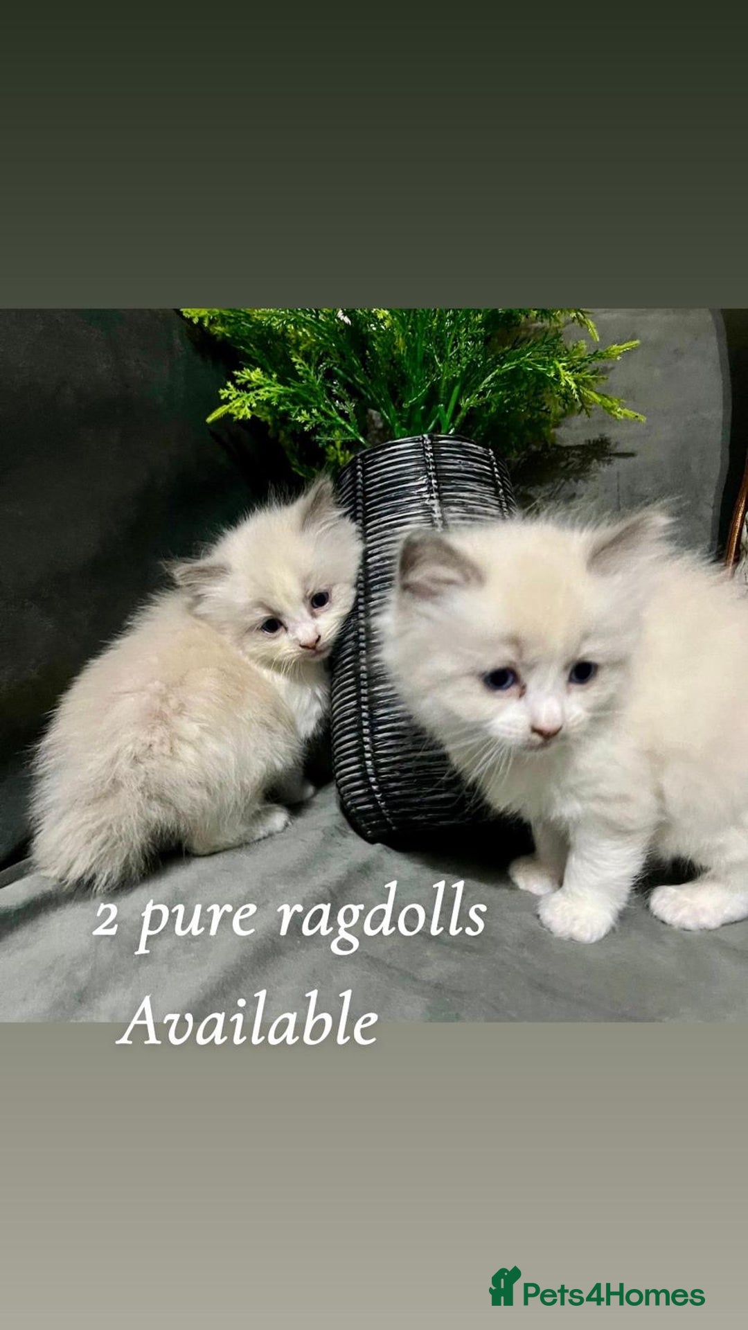 Ragdoll cats for sale: Ragdoll/Persian kittens - Advert 2