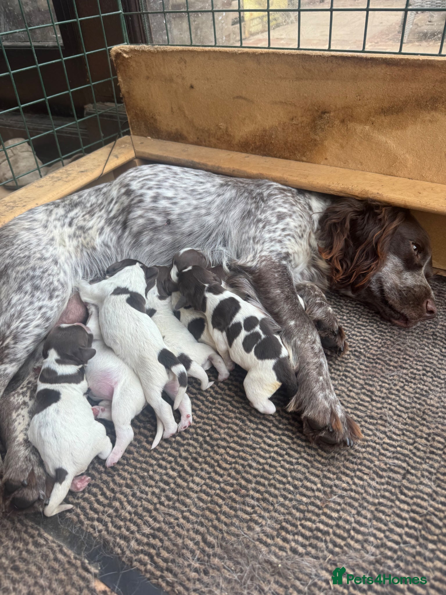 Sprocker dogs Sprocker puppies - Advert 1