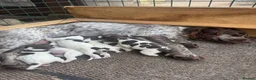 Sprocker dogs for sale: Sprocker puppies - Advert 1
