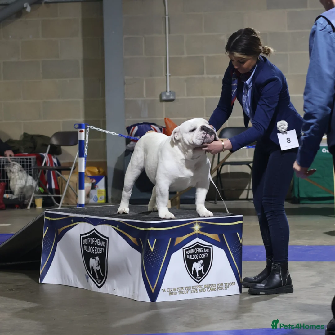 English Bulldog dogs for stud: The Stud Choice That Shapes the Whole Journey - Advert 2