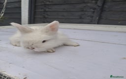 Lionhead rabbits for sale: Lionhead  - Image 10