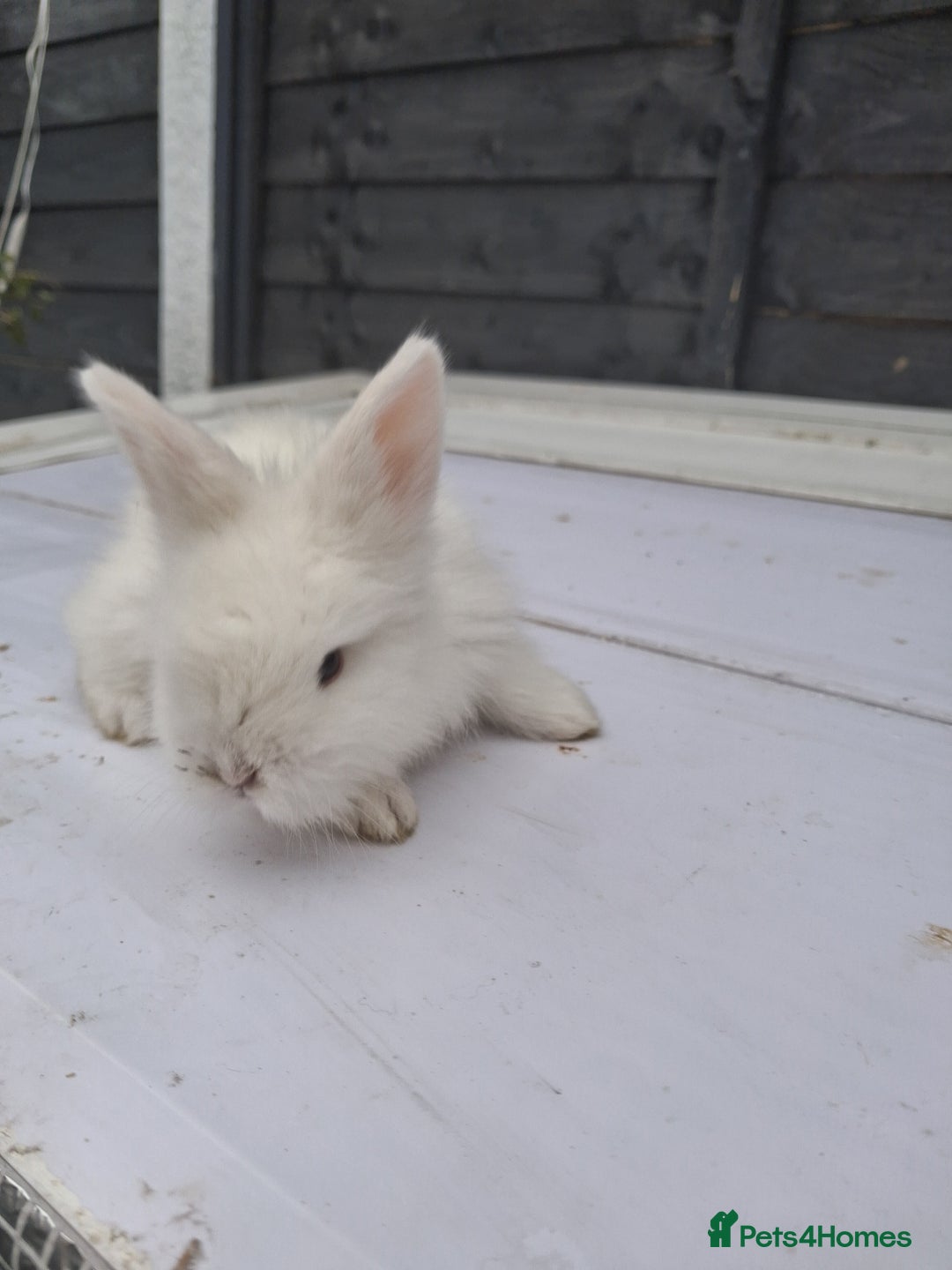 Lionhead rabbits for sale: Lionhead  - Image 10
