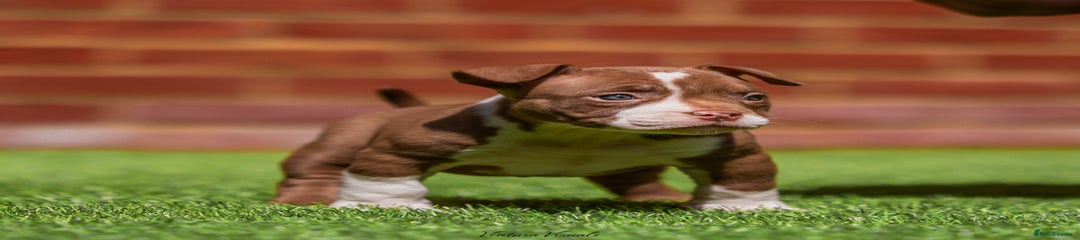 American Bully Puppy 2