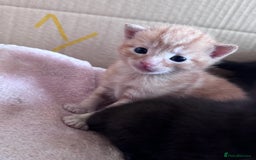 Mixed Breed cats for sale: 5 gorgeous kittens - Image 9