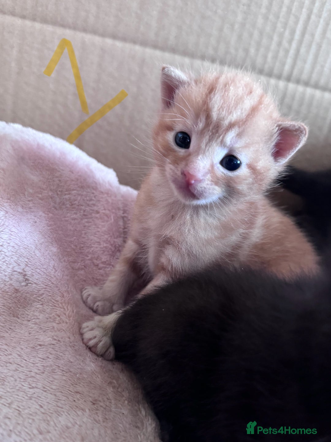 Mixed Breed cats for sale: 5 gorgeous kittens - Image 9