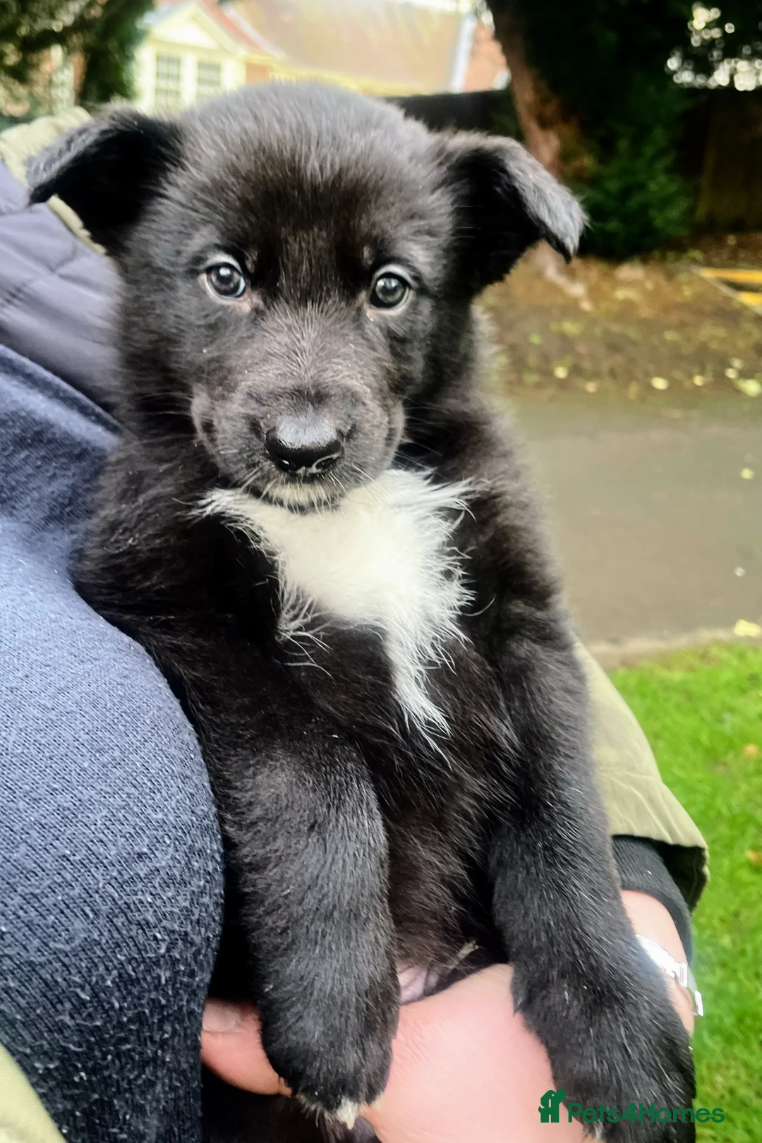 German Shepherd dogs for sale: For sale  - Advert 6