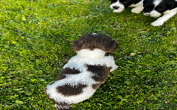 Sprocker dogs for sale: Sprocker Puppies - Image 9