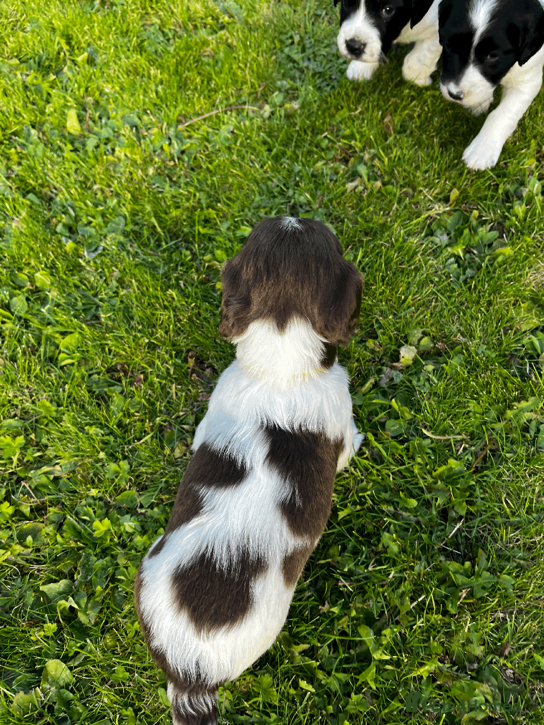 Sprocker dogs for sale: Sprocker Puppies - Image 9