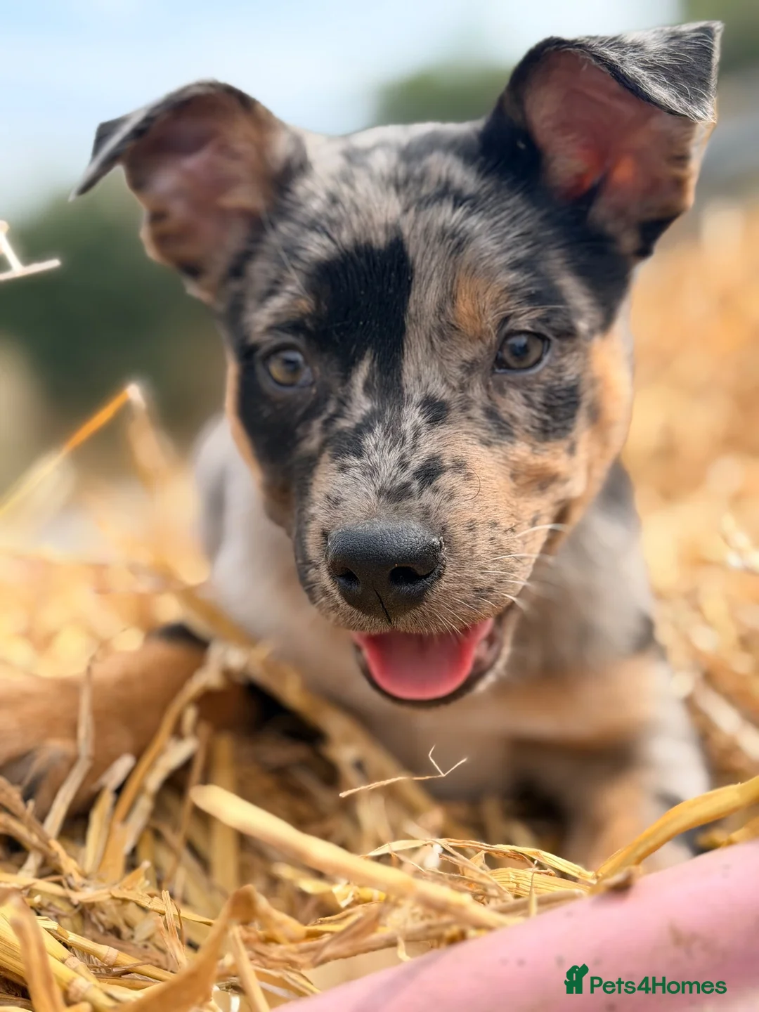 Mixed Breed dogs for sale: 3 x KELPIE X PUPS - BITCHES - Advert 1