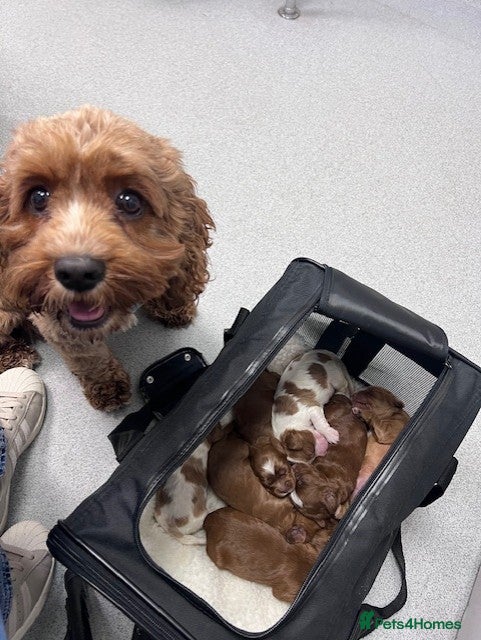 Mixed Breed dogs 1 Boy & 1 Girl Cavapoo puppies for sale - Advert 1