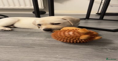 Labrador Retriever dogs - Advert 1