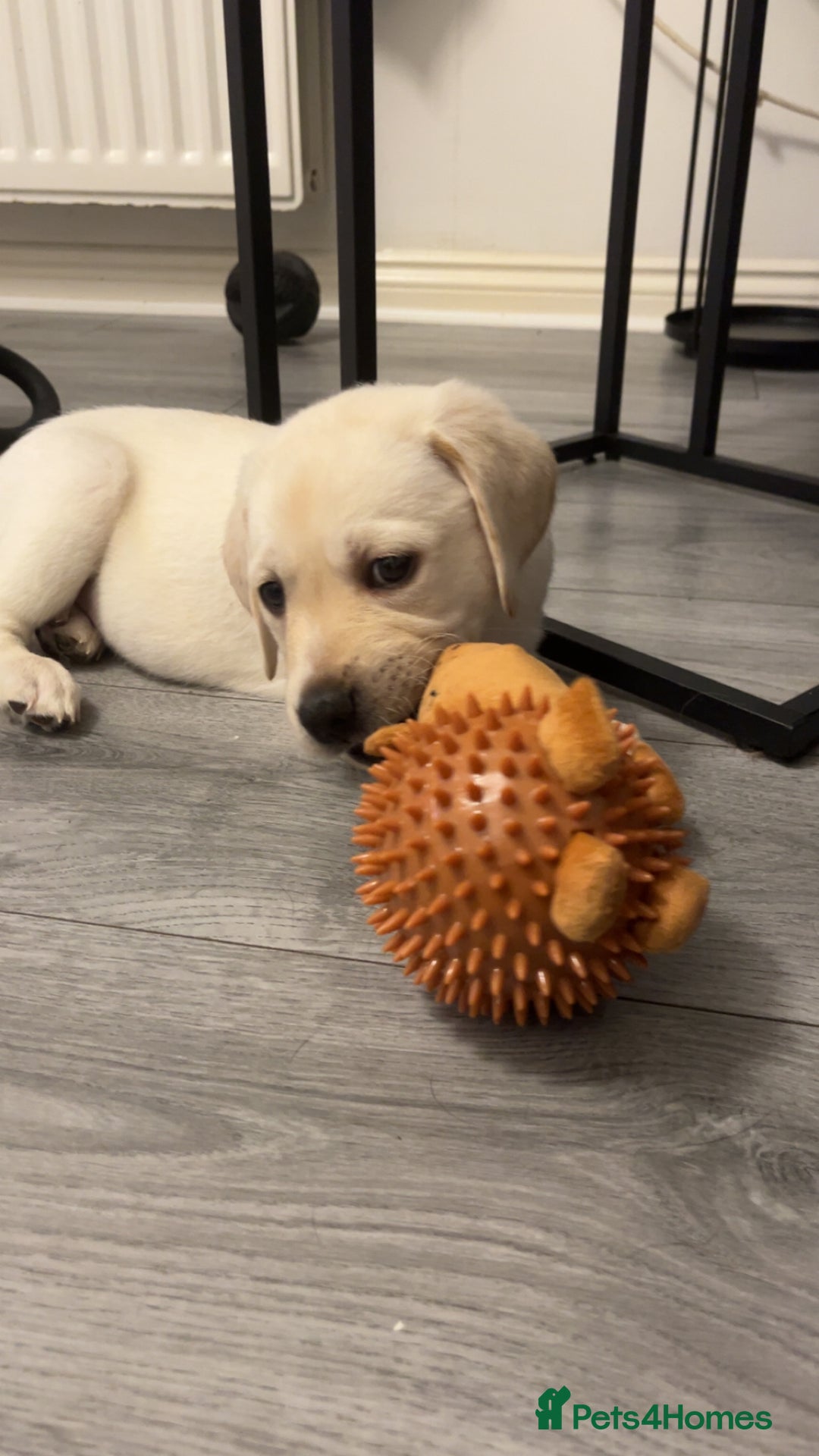 Labrador Retriever dogs for sale: Labrador Puppies  - Image 3